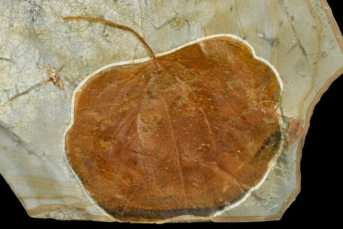 Fossil Leaf (Zizyphoides) - Montana #113230
